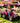 Traktor na akumulator pink